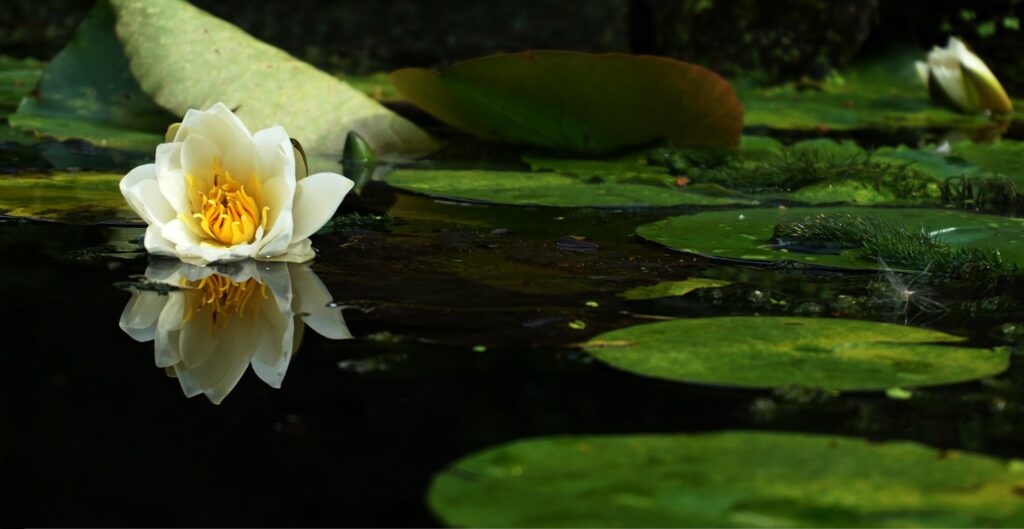 Water Lily Pond Contractor